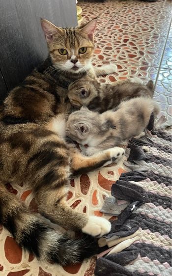 สก็อตติช โฟลด์ (Scottish Fold) ลูกสก๊อตติชแท้