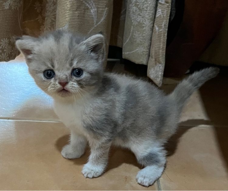 ลูกสก๊อตติชแท้ รูปที่ 3