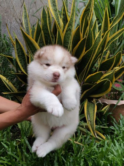 น้องหมาไซบีเรียน