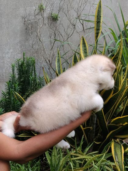 น้องหมาไซบีเรียน  รูปที่ 2