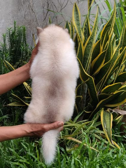 น้องหมาไซบีเรียน  รูปที่ 3