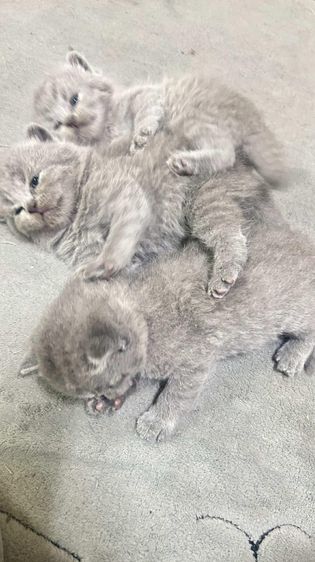 บริติช ชอร์ตแฮร์ (British Shorthair) แมวบริติชช็อตแฮร์