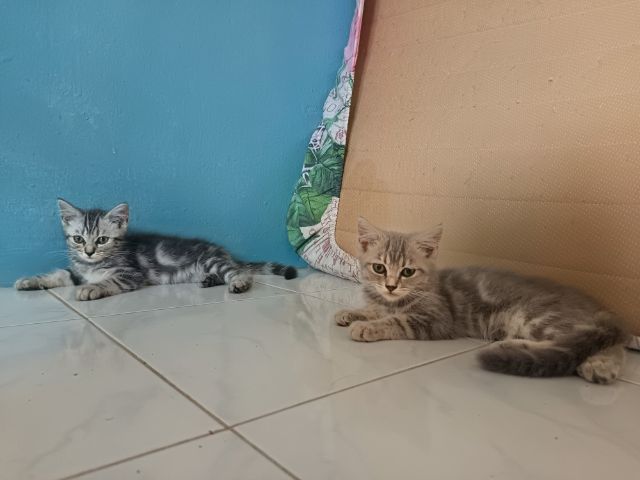 อเมริกัน ชอร์ตแฮร์ (American Shorthair) อเมริกั​นช็อต​แฮร์​ผสม