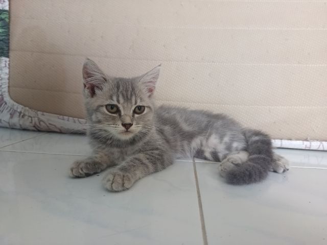 อเมริกั​นช็อต​แฮร์​ผสม รูปที่ 2