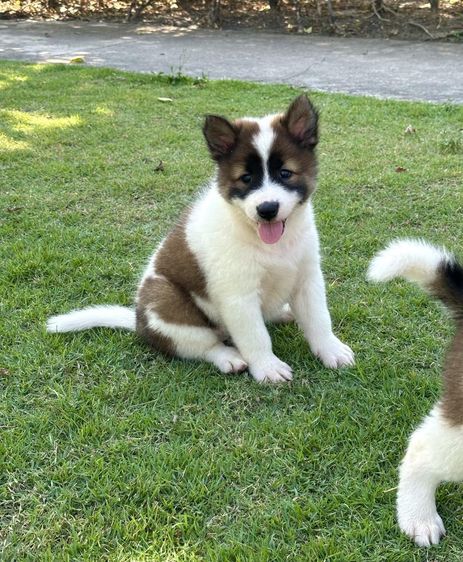 บางแก้ว (Thai Bangkaew Dog) กลาง  Trained Thai Bangkaew Puppies 