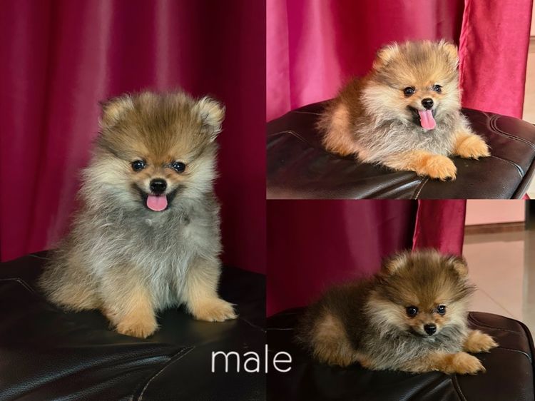 ปอมเมอเรเนียน (Pomeranian) เล็ก ปอมเมอเรเนี่ยน