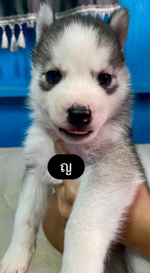 ไซบีเรียน ฮัสกี้ (Siberian Husky) เล็ก ลูกสุนัขไซบีเรียนแท้ 