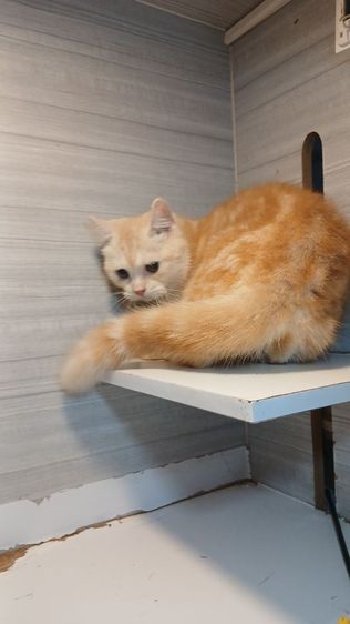 แมวสก้อตติชสีส้ม เพศผู้ อายุ8เดือน โรคส่วนตัวสูงนิดหน่อย เคยทำวัคซีนแล้วทานอาหารเม็ดเข้ากระบะทรายเป็น สนใจถามก่อนได้ รูปที่ 12