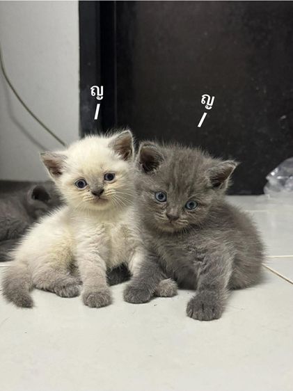 บริติช ชอร์ตแฮร์ (British Shorthair) บิชติน แท้
