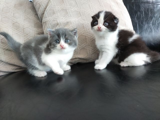 สก็อตติช โฟลด์ (Scottish Fold) แมวสก็อตติชโฟลด์