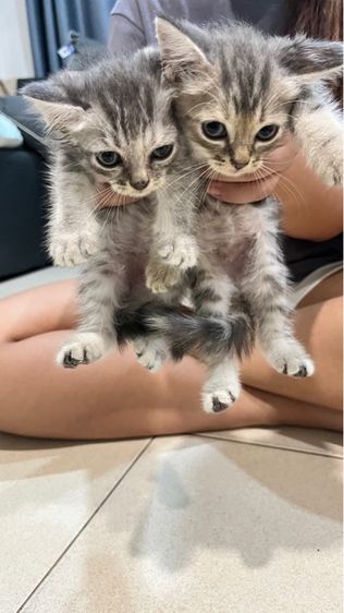 สก็อตติช โฟลด์ (Scottish Fold) สกอตติชวิเชียรมาศ