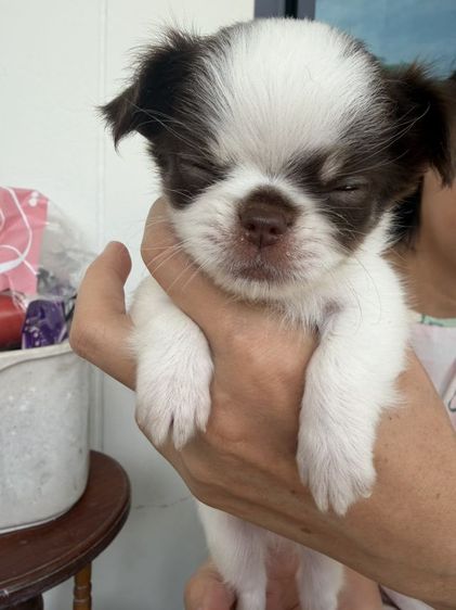 ชิวาว่า