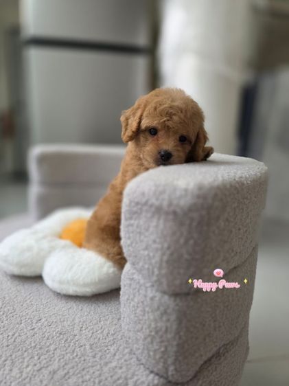 พุดเดิ้ล (Poodle) เล็ก น้องพุดเดิ้ลทอย ขนหยิก น่ารัก สดใสๆค่ะ