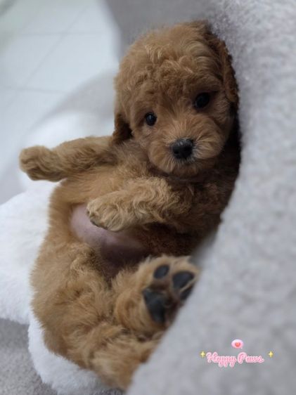 น้องหมาพุดเดินทอย ขนหยิกน่ารัก