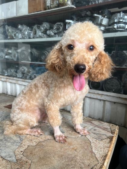 พุดเดิ้ล (Poodle) กลาง พุดเดิ้ลแท้ ตัวผู้