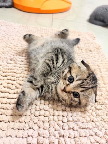 บริติช ชอร์ตแฮร์ (British Shorthair) ลูกแมว