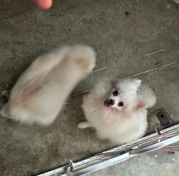ปอมเมอเรเนียน (Pomeranian) กลาง สุนัขปอมเมอเรเนียนแท้เพศหญิง
