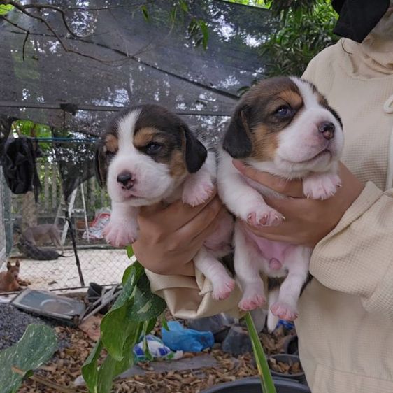บีเกิล (Beagle) เล็ก ลูกสุนัขบีเกิ้ลเพศเมีย สายเลือดดี