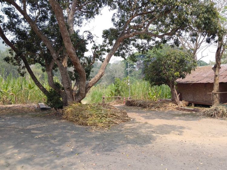 ที่ดินปางช้าง แม่แตง เชียงใหม่  Smart elephant family  รูปที่ 4