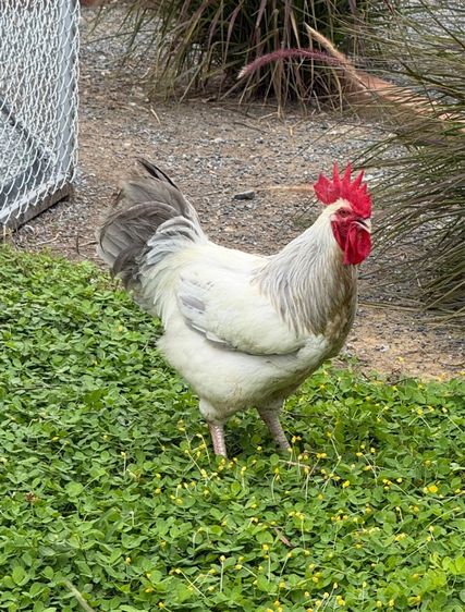 ไก่ 4 สายพันธุ์