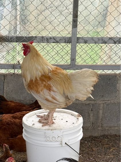 ไก่ 4 สายพันธุ์ รูปที่ 3