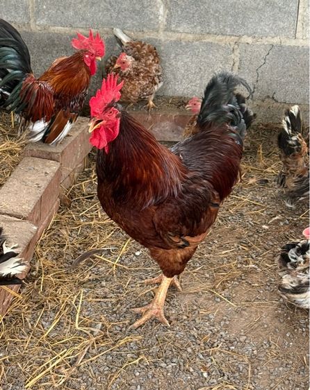 ไก่ 4 สายพันธุ์ รูปที่ 2