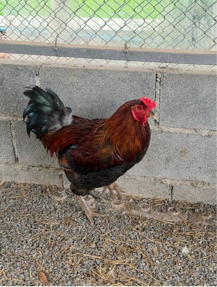 ไก่ 4 สายพันธุ์ รูปที่ 4
