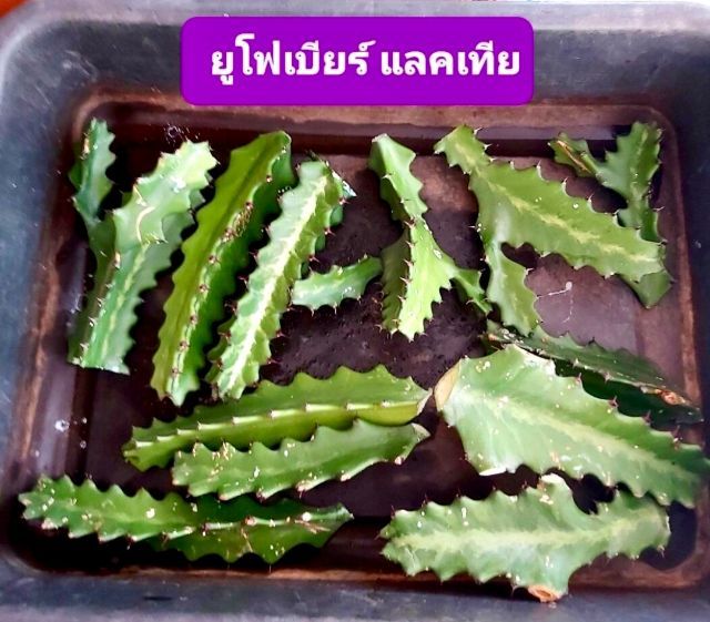 ต้นไม้จริง กิ่ง ยูโฟเบียแลคเทีย 