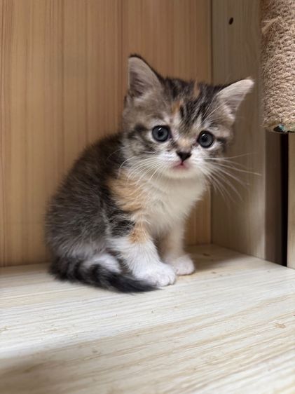สก็อตติช โฟลด์ (Scottish Fold) สก๊อตติช พร้อมย้ายค่ะ