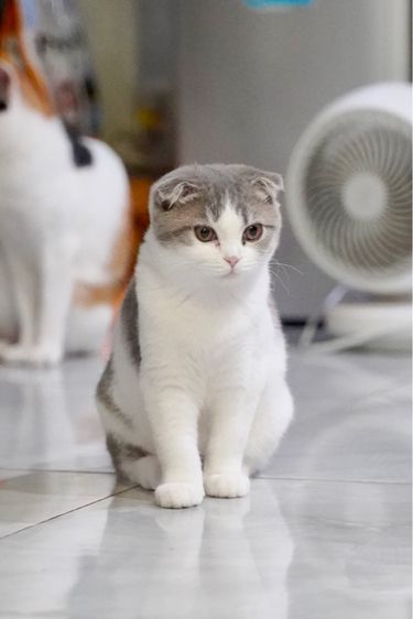 สก็อตติชโฟลด์ รูปที่ 6