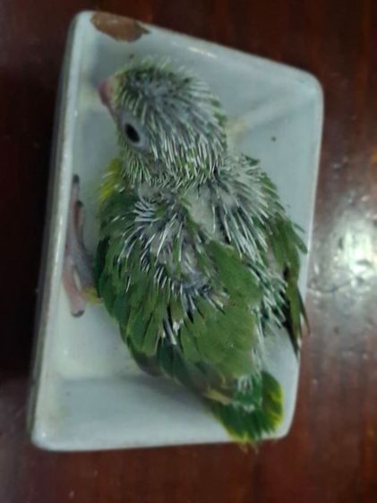 ลูกป้อนฟอพัส