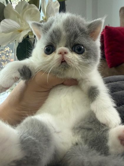 exotic shorthair รูปที่ 4
