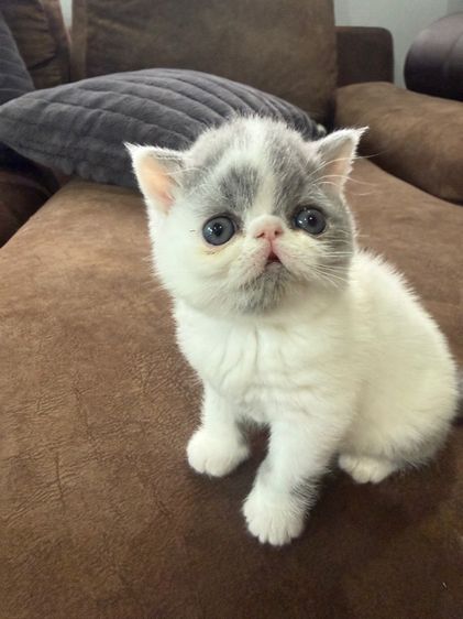 exotic shorthair รูปที่ 3