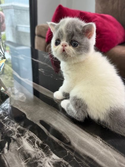 exotic shorthair รูปที่ 2