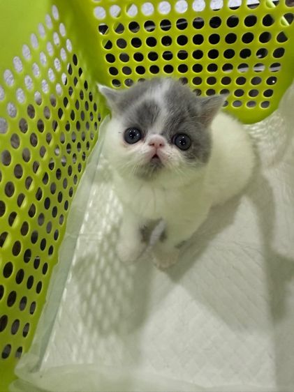 exotic shorthair รูปที่ 5