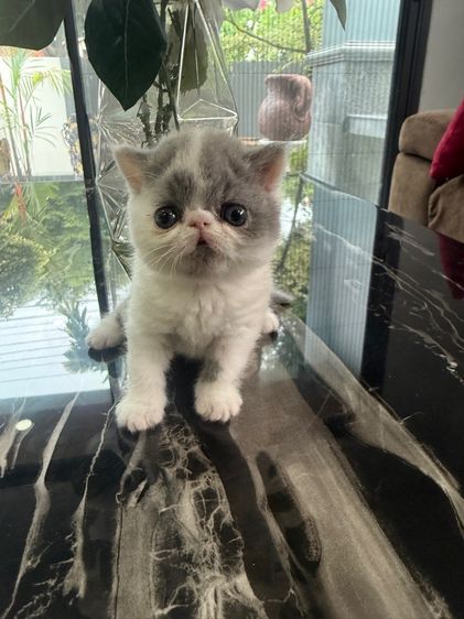 เอ็กโซติก ชอร์ตแฮร์ (Exotic Shorthair) exotic shorthair