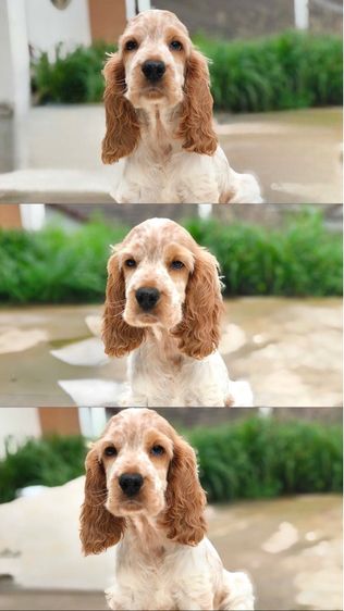 อิชลิช คอกเกอร์ รูปที่ 10