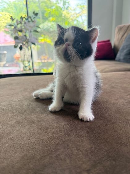 exoticshorthair