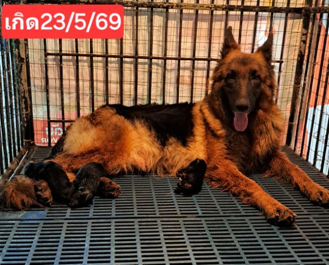 เยอรมันเชพเพิร์ด (German Shepherd) ใหญ่ เปิดจองลูกสุนัขเยอรมันเชพเพิร์ดแท้