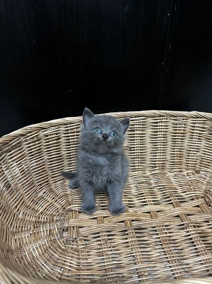 สก็อตติช โฟลด์ (Scottish Fold) น้องใหม่ไฟแรงค้าบ Scottish fold💯💯