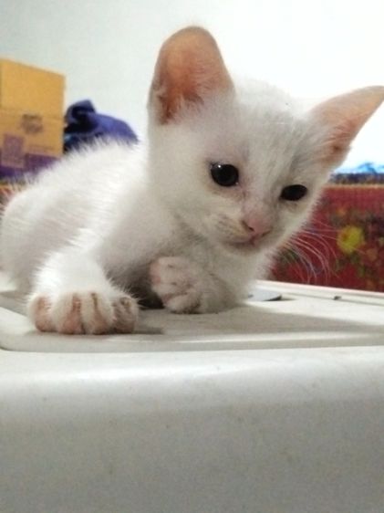 เมนคูน (Maine Coon) ลูกแมวสายพันธุ์เมนคูนผสมขาวมณี