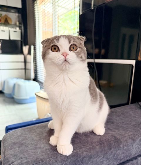 สก็อตติช โฟลด์ (Scottish Fold) สก็อตติชโฟลด์