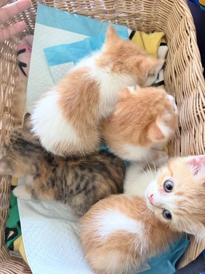 สก็อตติช โฟลด์ (Scottish Fold) ลูกแมวสก๊อตติช ช3 ญ1 ขี้อ้อน น่ารัก