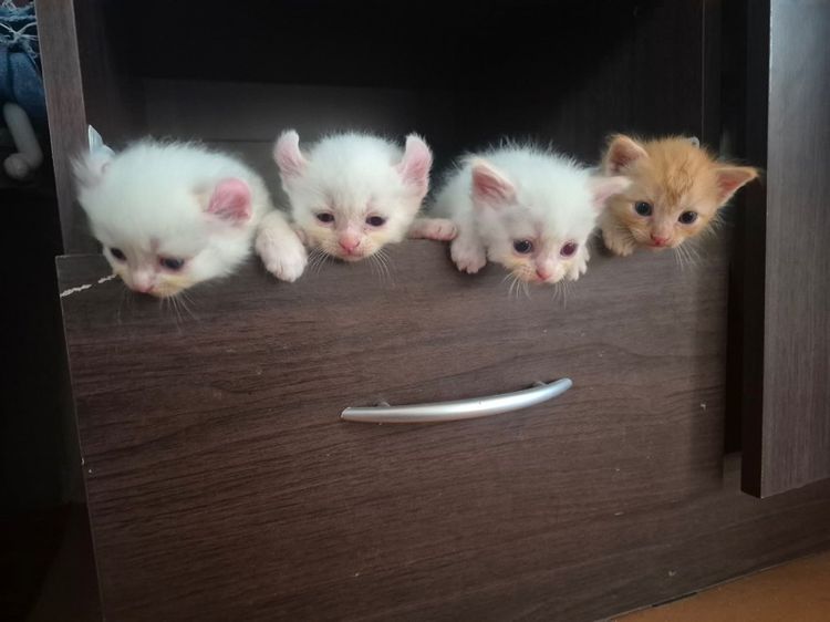 เปอร์เซีย