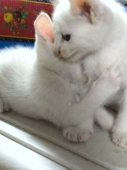 ลูกแมว สายพันธุ์ลูกครึ่ง เมนคูน + ขาวมณี รูปที่ 8