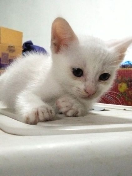 ลูกแมว สายพันธุ์ลูกครึ่ง เมนคูน + ขาวมณี รูปที่ 5