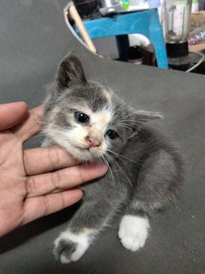 ลูกแมว สายพันธุ์ลูกครึ่ง เมนคูน + ขาวมณี รูปที่ 2