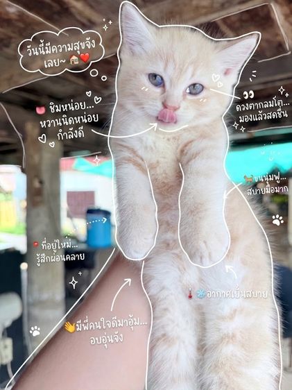 ลูกแมว รูปที่ 3