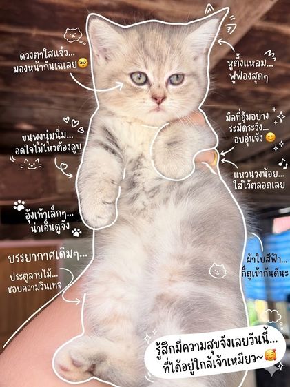 ลูกแมว รูปที่ 4