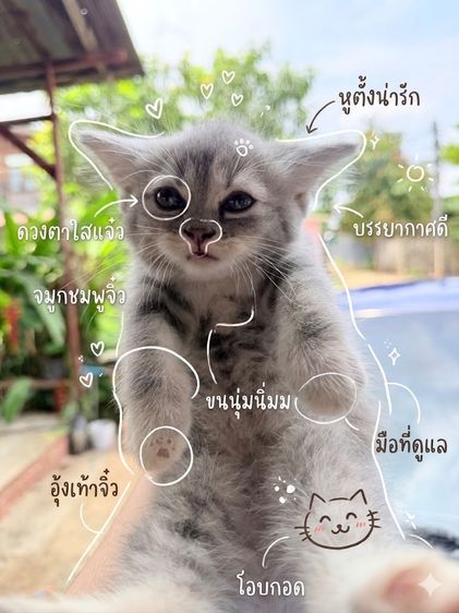 ลูกแมว รูปที่ 2
